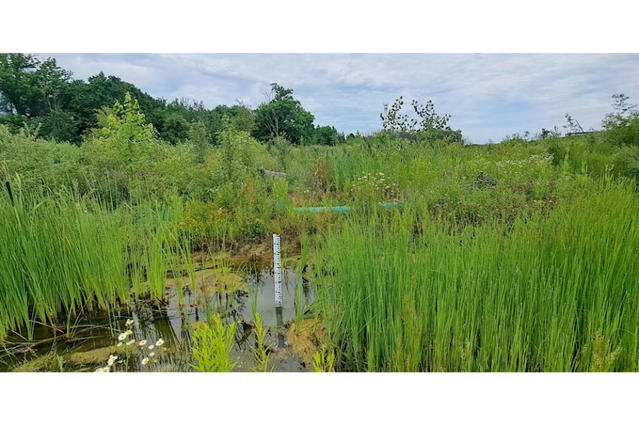 Collaborations in Urban Riparian Restoration & Site Monitoring