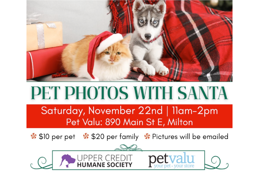 Pet photos with Santa