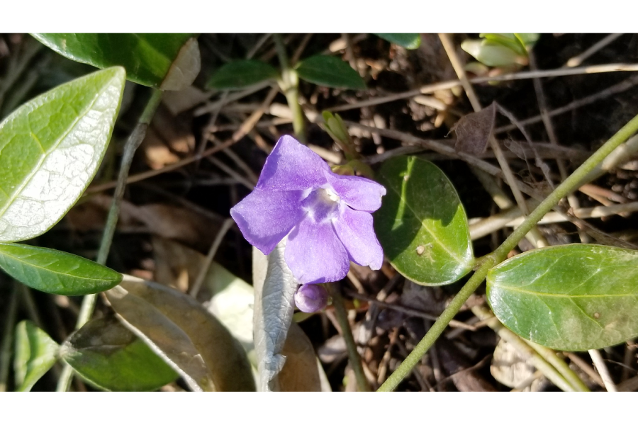 The Transpersonal Nature of Therapeutic Touch