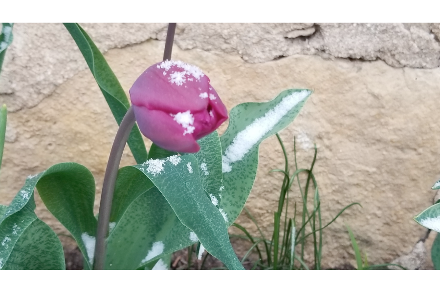The Transpersonal Nature of Therapeutic Touch