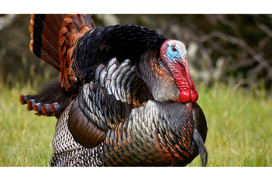 Intro to Turkey Hunting