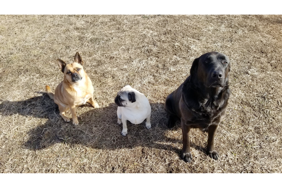 The Fundamentals of Holistic Healing for Animals with Therapeutic Touch