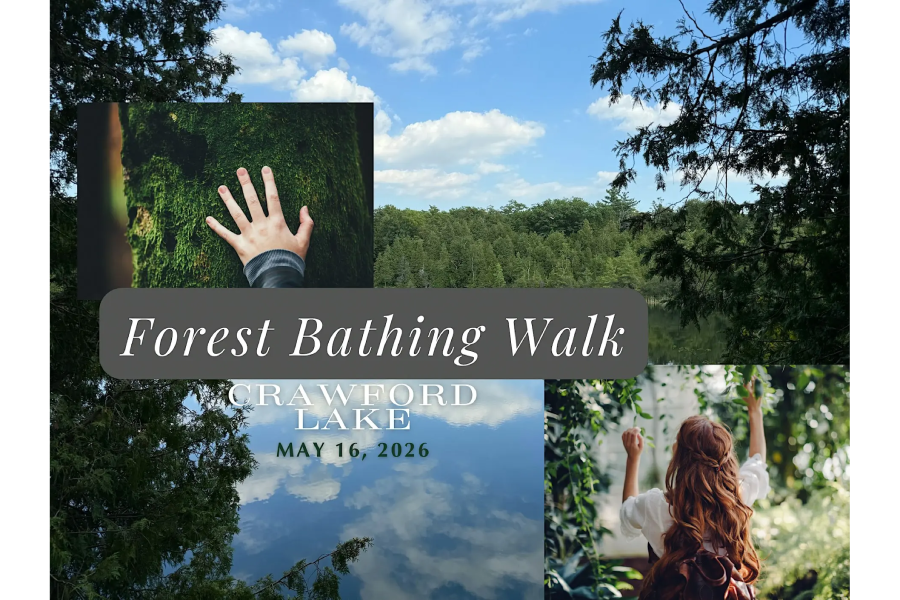 Crawford Lake Forest Bathing Walk