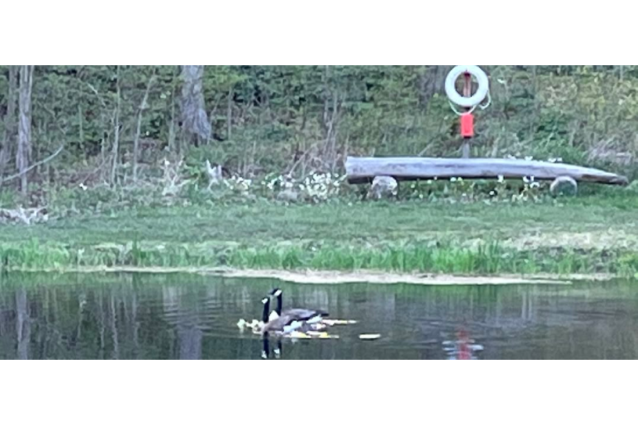 Intro to Waterfowl Hunting