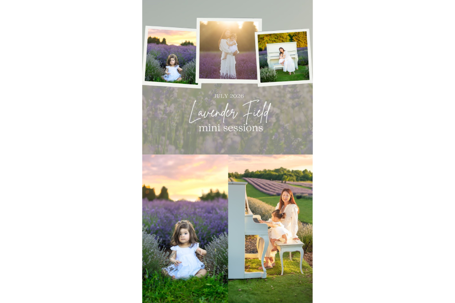 Lavender Field Mini Sessions