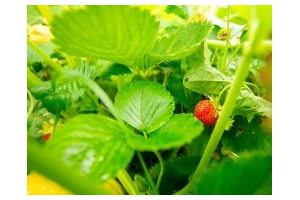 Nature Series: Strawberry Teachings